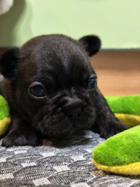 Собаки в Севастополе: Дебора Великолепная Девочка, 70 000 руб. - фото 3