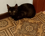 Кошки в Москве: Котенок в добрые руки Девочка, Бесплатно - фото 1