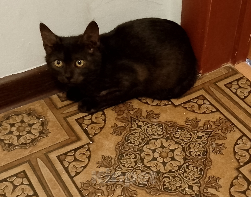 Кошки в Москве: Котенок в добрые руки Девочка, Бесплатно - фото 1
