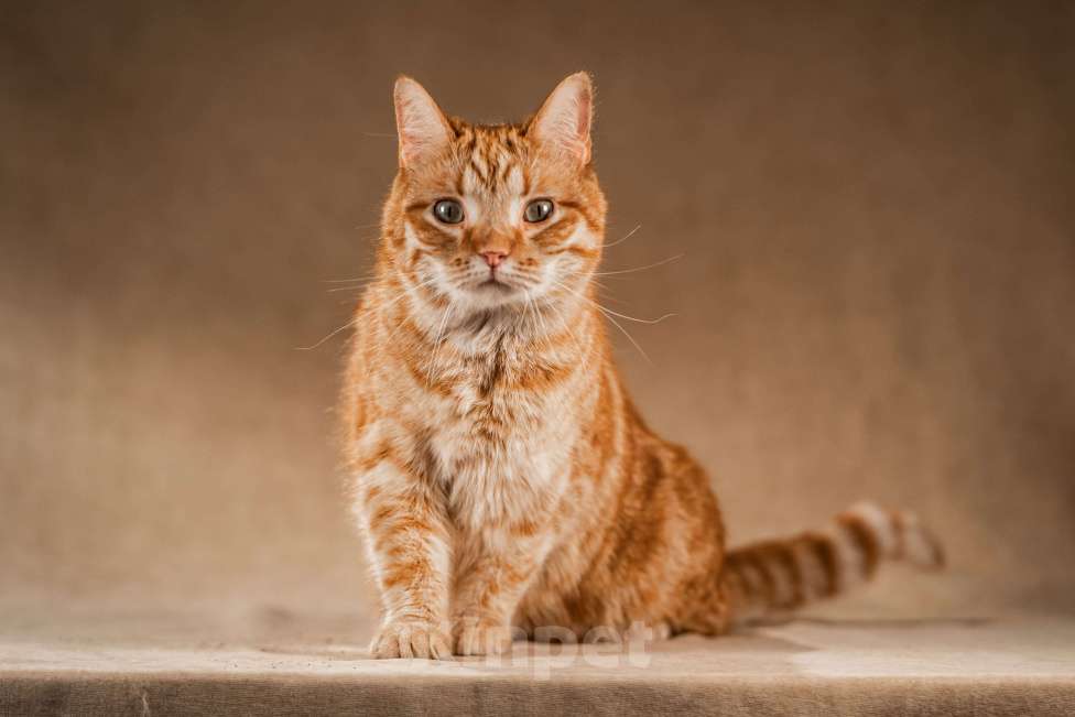 Кошки в Клине: Клёпа — друг для всей семьи Мальчик, Бесплатно - фото 10