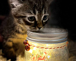 Кошки в Москве: Котенок ищут дом! Мальчик, Бесплатно - фото 1