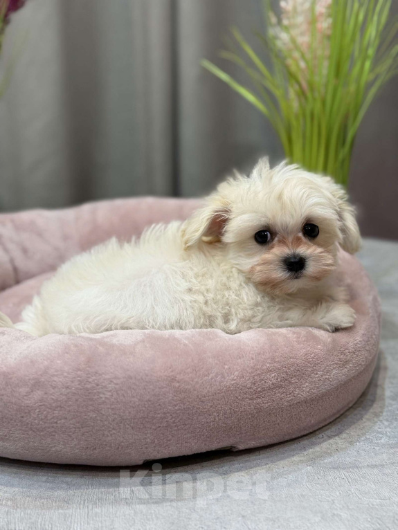 Собаки в Москве: Мальтипу мальчик 2 Мальчик, 150 000 руб. - фото 4