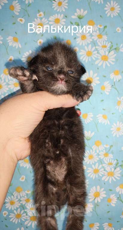 Кошки в Перми: Котенок мейн-кун Девочка, 45 000 руб. - фото 3