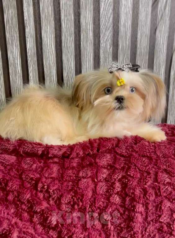 Собаки в Екатеринбурге: Прекрасный мальчик, голубые глазки Мальчик, 150 руб. - фото 4