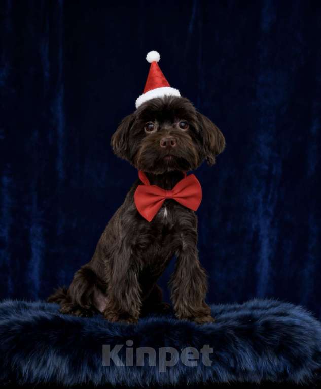 Собаки в Москве: Взрослый йорк крупная девочка горький шоколад Девочка, 45 000 руб. - фото 8