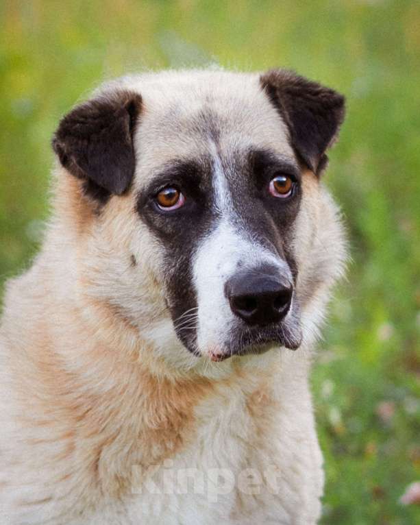 Собаки в Москве: Миролюбивая девочка в добрые руки Девочка, Бесплатно - фото 2