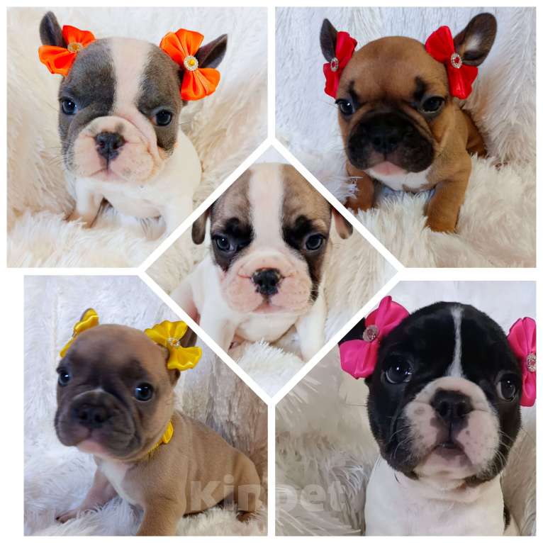 Собаки в других городах Московской области: Щенки французского бульдога Девочка, Бесплатно - фото 1
