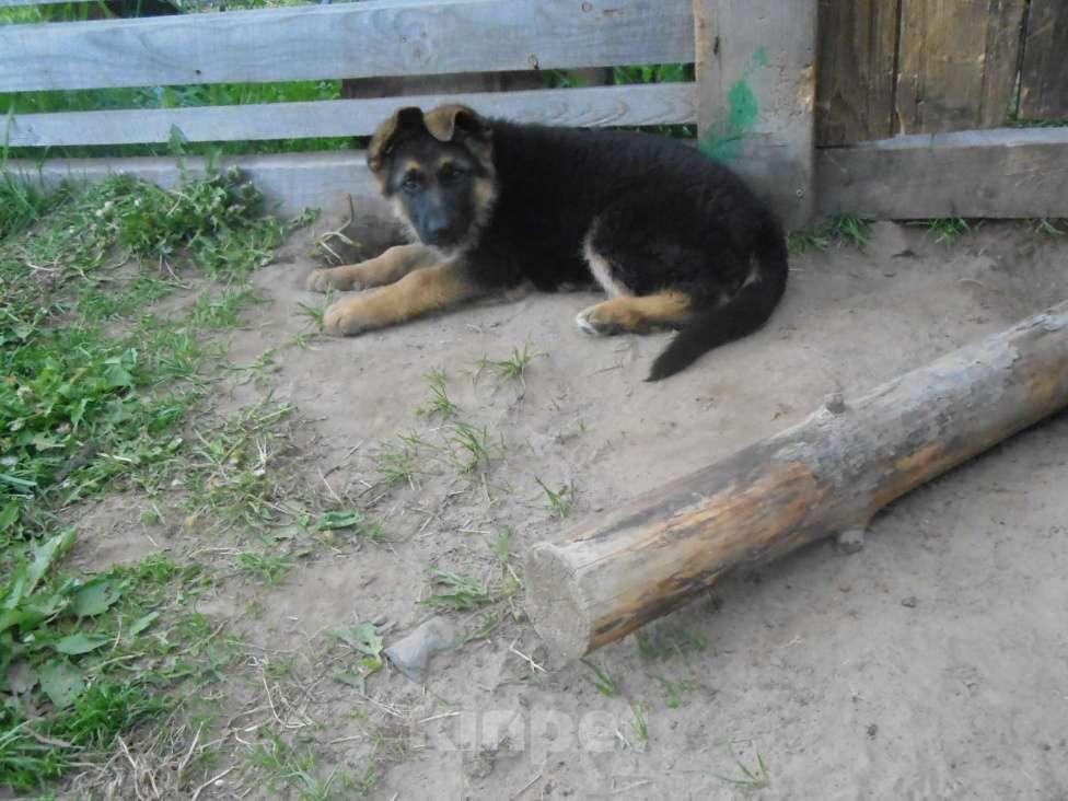 Собаки в Твери: чистокровный щенок немкцкой овчарки Девочка, 20 000 руб. - фото 2
