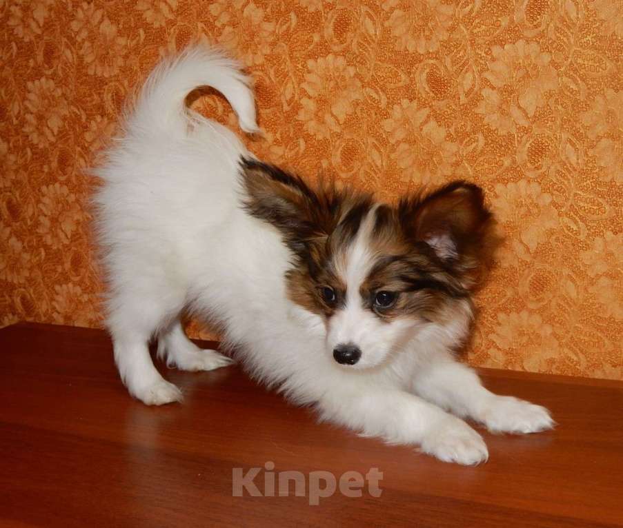 Собаки в Санкт-Петербурге: папийон щенок Мальчик, Бесплатно - фото 4