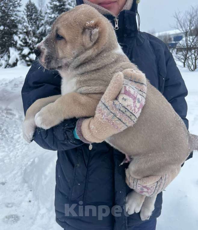 Собаки в Костерево: Щенок алабая кобель от чемпионов Мальчик, 55 000 руб. - фото 1