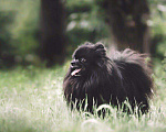 Собаки в Красноярске: Вязка чёрный шпиц, 10 000 руб. - фото 4