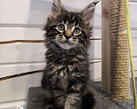 Кошки в Собинке: Котята Мейн-кун, 15 000 руб. - фото 2