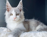 Кошки в Нижнем Новгороде: Мейн кун Мальчик, 25 000 руб. - фото 4