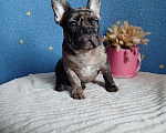Собаки в Москве: Французский бульдог Мальчик, 45 000 руб. - фото 3