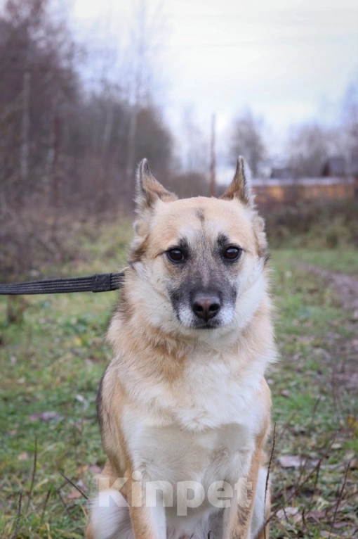 Собаки в Подольске: Рыжику очень нужен дом  Мальчик, Бесплатно - фото 3
