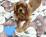 Собаки в Москве: Щенки Кавалер Кинг Чарльз спаниель Мальчик, 100 000 руб. - фото 3