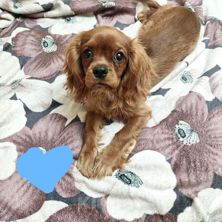 Собаки в Москве: Щенки Кавалер Кинг Чарльз спаниель Мальчик, 100 000 руб. - фото 3