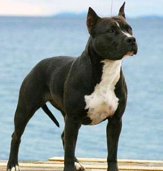 Срочно продам собаку