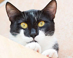 Кошки в Москве: Чудесная кошка Афродита ищет дом Девочка, Бесплатно - фото 1
