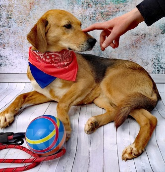 Собаки в Москве: Небольшая собака бесплатно Девочка, 1 руб. - фото 2