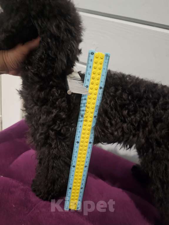 Собаки в Москве: Девочка черная той. Девочка, 45 000 руб. - фото 2