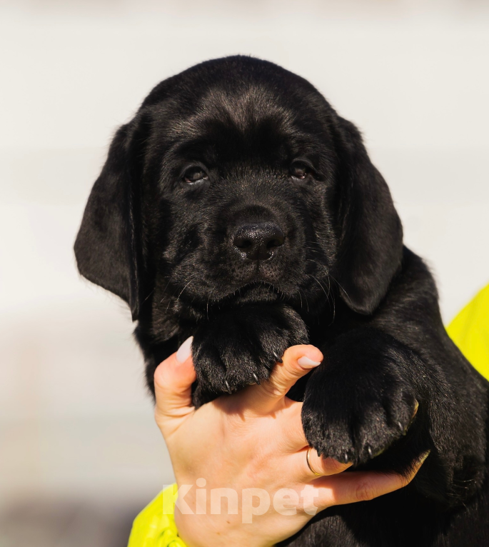 Собаки в Красноярске: Лабрадор ретривер щенки Мальчик, Бесплатно - фото 2