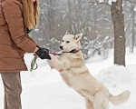 Собаки в Москве: Эмми, похожая на хаски собака ищет дом Девочка, 10 руб. - фото 3
