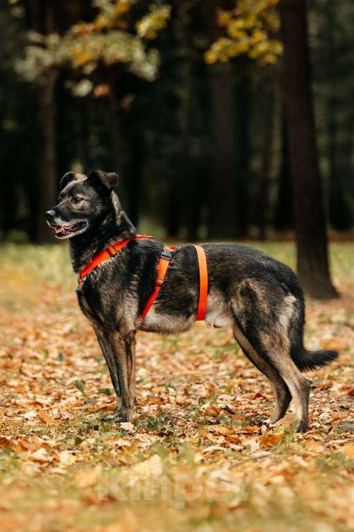 Собаки в Москве: Интеллигентный и скромный Райд ищет дом Мальчик, Бесплатно - фото 3