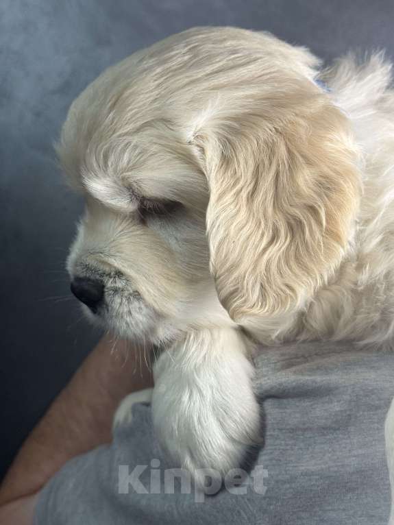 Собаки в других городах Челябинской области: Щенок золотистый ретривер Мальчик, 80 000 руб. - фото 3