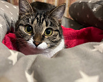 Кошки в Красноярске: Кошка с добрые руки Девочка, Бесплатно - фото 5