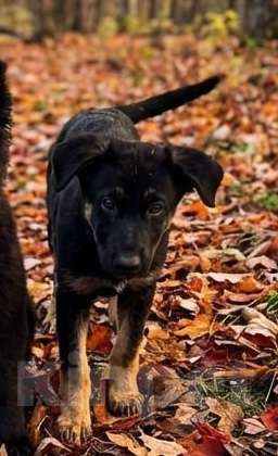 Собаки в Москве: Метис Цезарь в поиске своего дома Мальчик, Бесплатно - фото 4