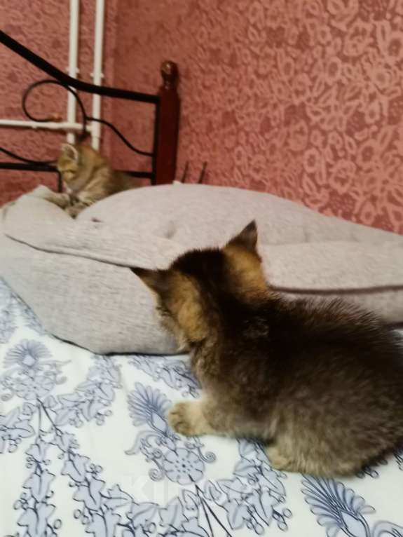 Кошки в Москве: Шотландцы котята мальчики и девочки  Девочка, 10 000 руб. - фото 3