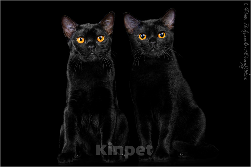 Кошки в Ростове-на-Дону: Котята породы Бомбей Мальчик, Бесплатно - фото 10