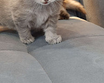 Кошки в Тюмени: Игривые котята  Мальчик, 10 000 руб. - фото 4