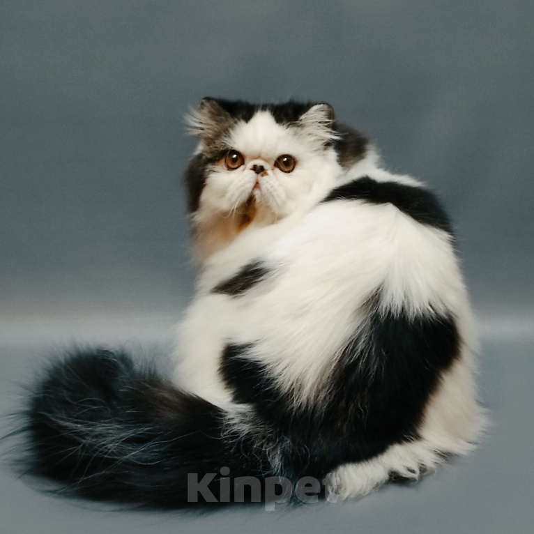 Кошки в Новосибирске: Персидский котик Мальчик, 50 000 руб. - фото 3