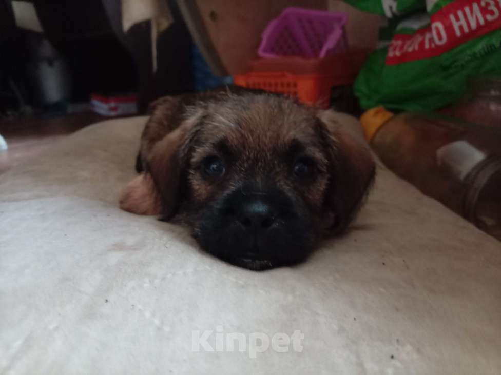 Собаки в Москве: Тихоня Мальчик, 1 руб. - фото 3