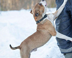 Собаки в Москве: Питбуль Персис в добрые руки Мальчик, Бесплатно - фото 4