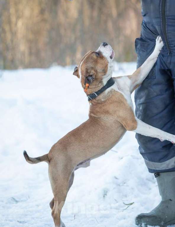 Собаки в Москве: Питбуль Персис в добрые руки Мальчик, Бесплатно - фото 4