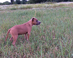 Собаки в Краснодаре: Предлагаются щенки Американского стаффордширского терьера Мальчик, 30 000 руб. - фото 1