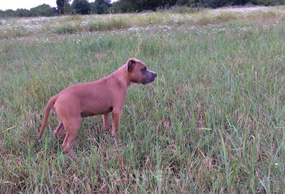 Собаки в Краснодаре: Предлагаются щенки Американского стаффордширского терьера Мальчик, 30 000 руб. - фото 1
