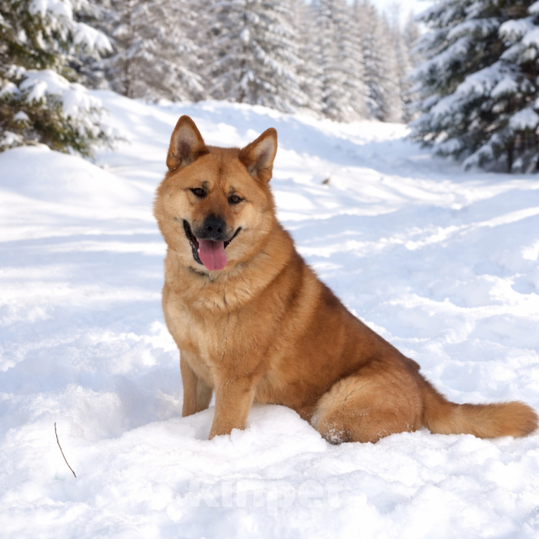 Собаки в Москве: Брутальный красавец Рич ищет хозяев! Мальчик, Бесплатно - фото 6