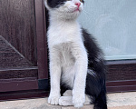 Кошки в Краснодаре: Игривая и очень ласковая девочка ищет новый дом! 🐾 Девочка, Бесплатно - фото 4