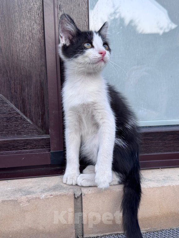 Кошки в Краснодаре: Игривая и очень ласковая девочка ищет новый дом! 🐾 Девочка, Бесплатно - фото 4