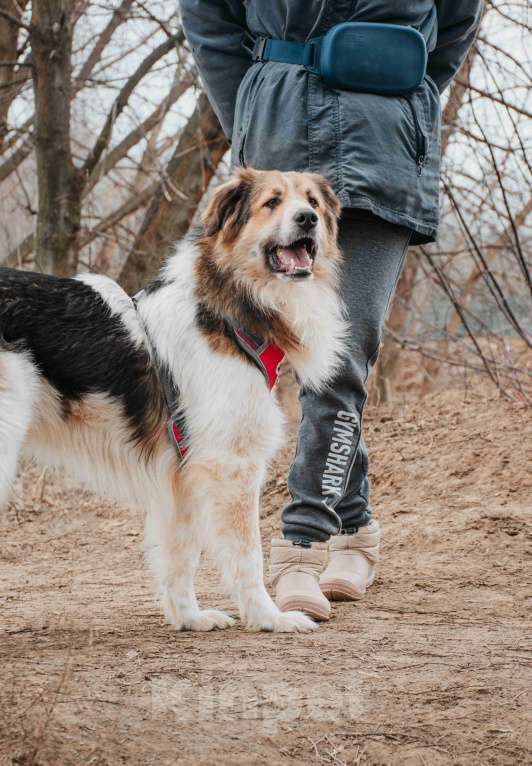 Собаки в Москве: Дюша - метис бордер-колли из приюта в добрые руки Мальчик, Бесплатно - фото 5