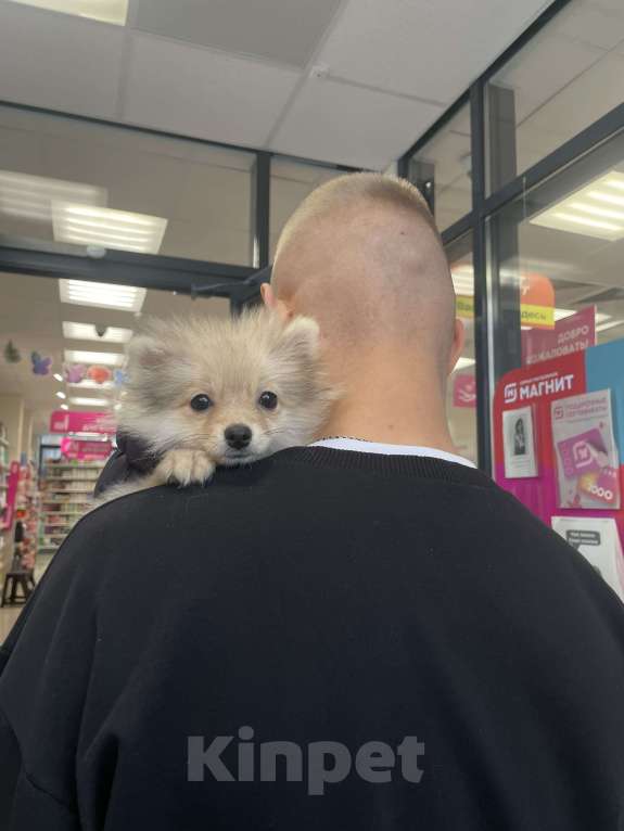 Собаки в Москве: Помиранский шпиц девочка Девочка, 50 000 руб. - фото 2