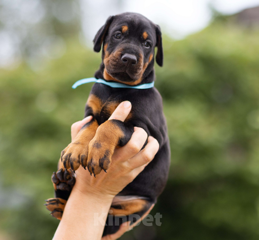 Собаки в Клине: Сука, голубая лента  Девочка, 100 000 руб. - фото 4