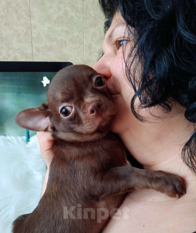 Собаки в Санкт-Петербурге: шоколадный мальчик 5 мес мелкий стандарт Мальчик, 27 000 руб. - фото 9