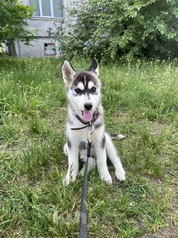 Собаки в Воронеже: Сибирская хаски  Девочка, Бесплатно - фото 5