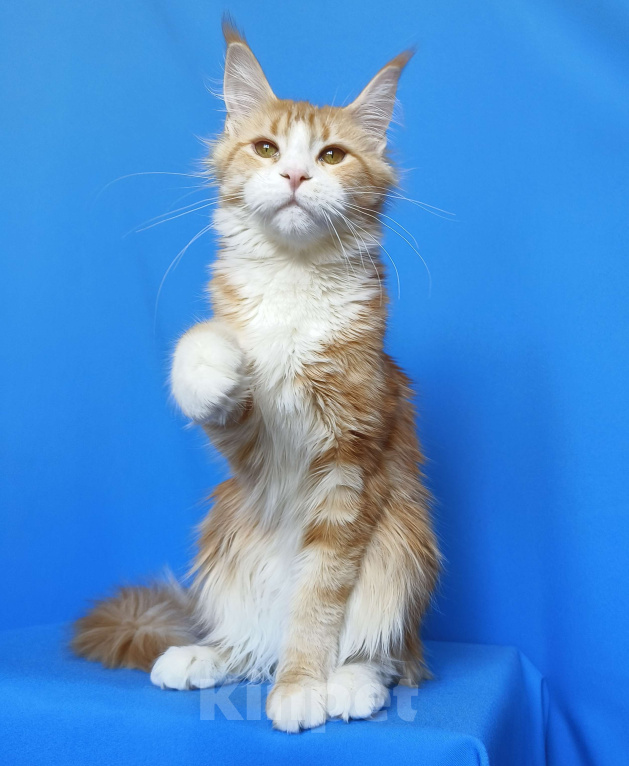 Кошки в Москве: Котенок Мейн-Кун Девочка Девочка, 40 000 руб. - фото 9