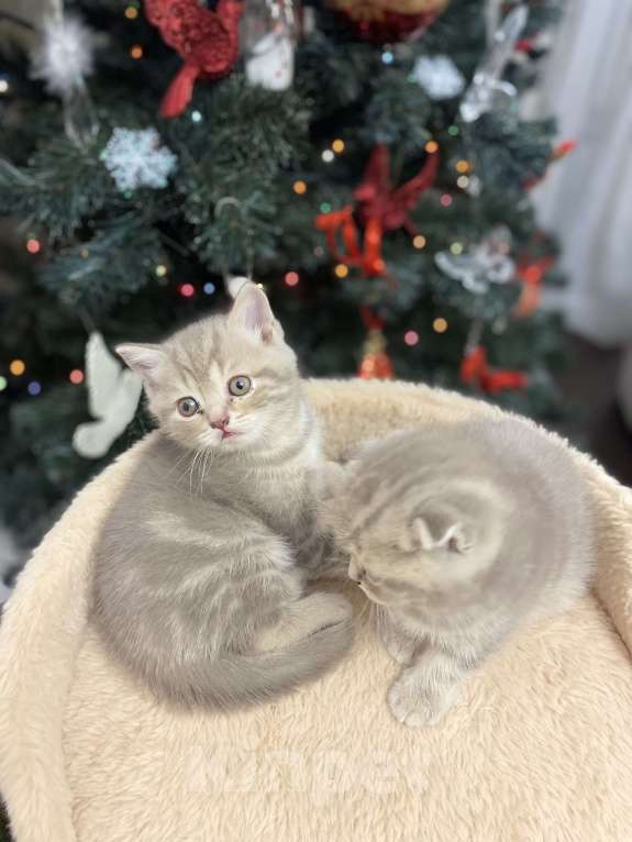 Кошки в Белгороде: Котята шотландцы  Мальчик, 10 000 руб. - фото 3